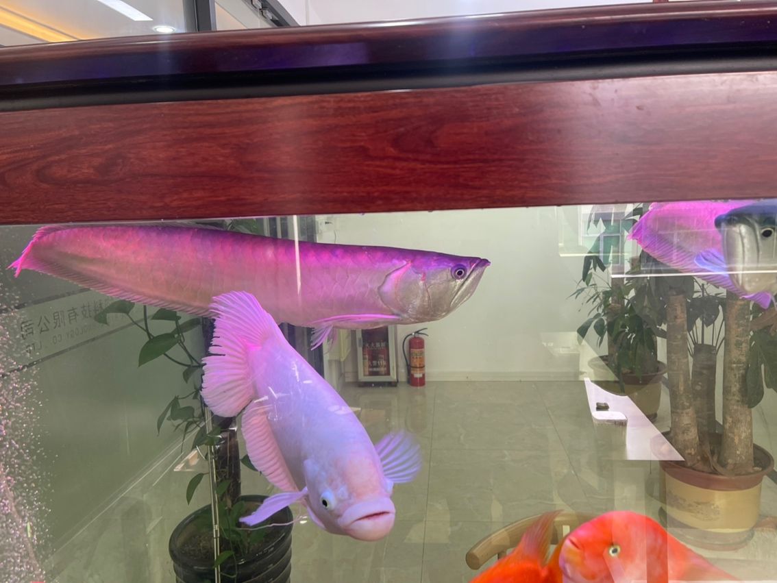 低價處理！喜歡的來（低價處理！喜歡的來，本廣告旨在吸引顧客關注并參與一個正在進行的低價銷售活動）