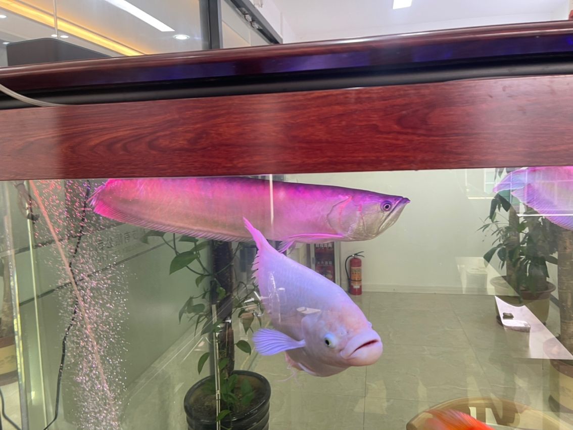 低價處理！喜歡的來（低價處理！喜歡的來，本廣告旨在吸引顧客關注并參與一個正在進行的低價銷售活動）