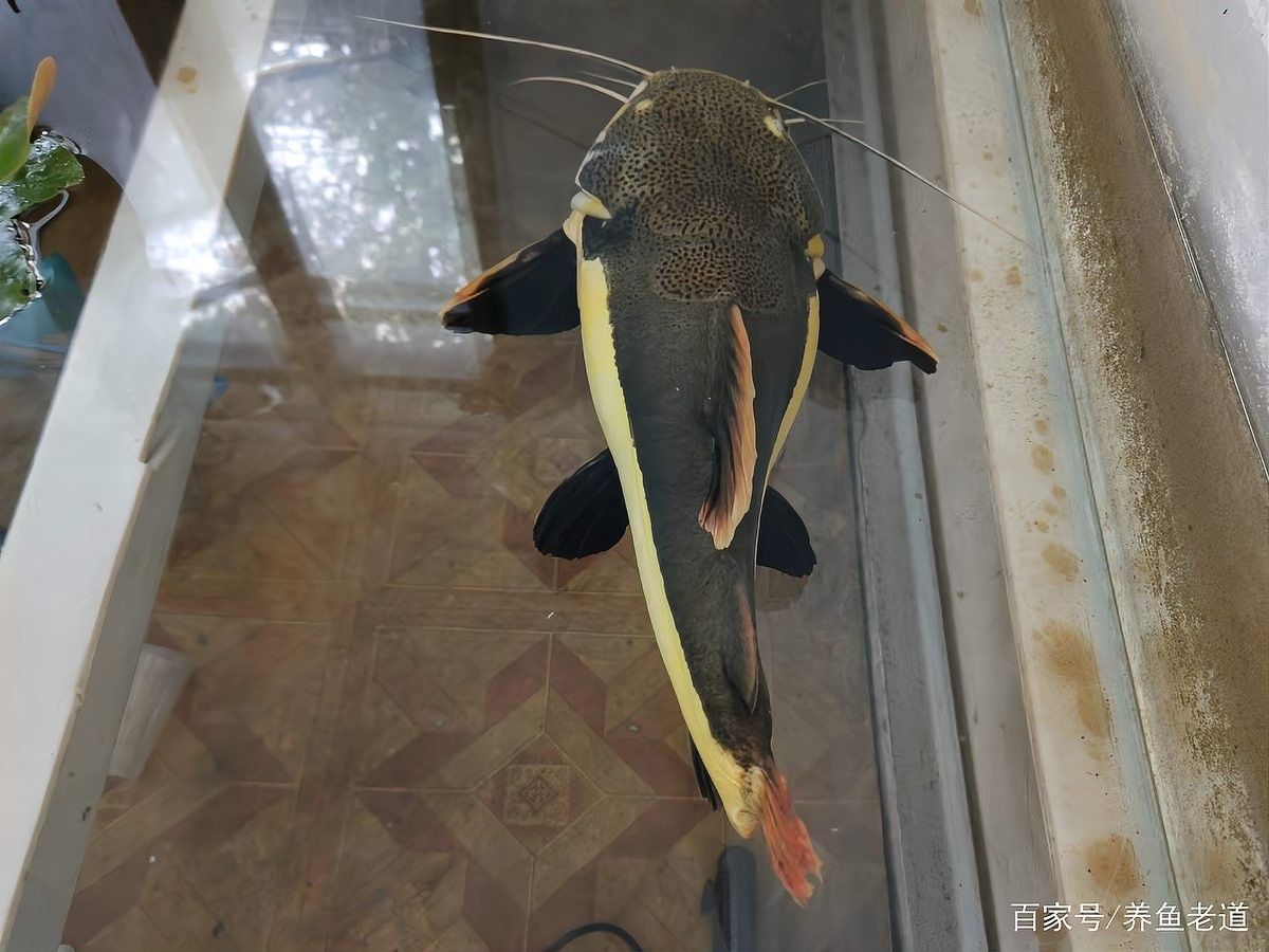水虎魚和龍魚多久喂一次（養魚老道，魚食別亂喂）