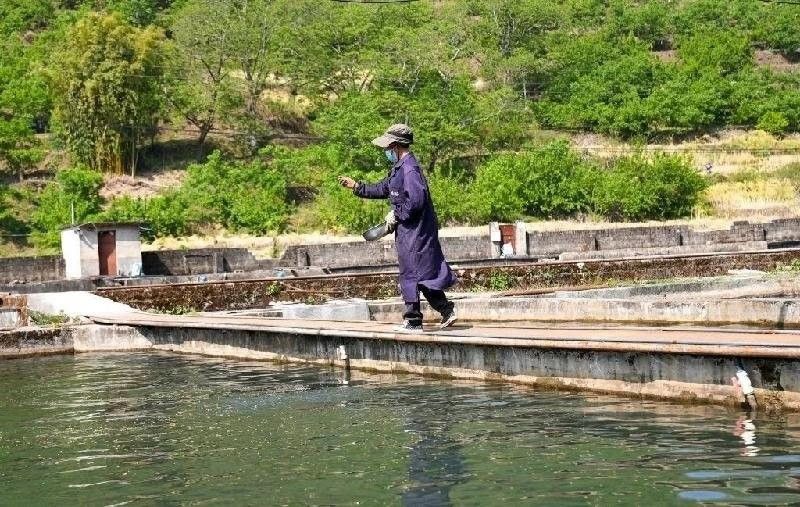 攀枝花龍魚冷水魚市場在哪里（攀枝花市東區馬家田路設有水產品批發市場可包含冷水魚交易）
