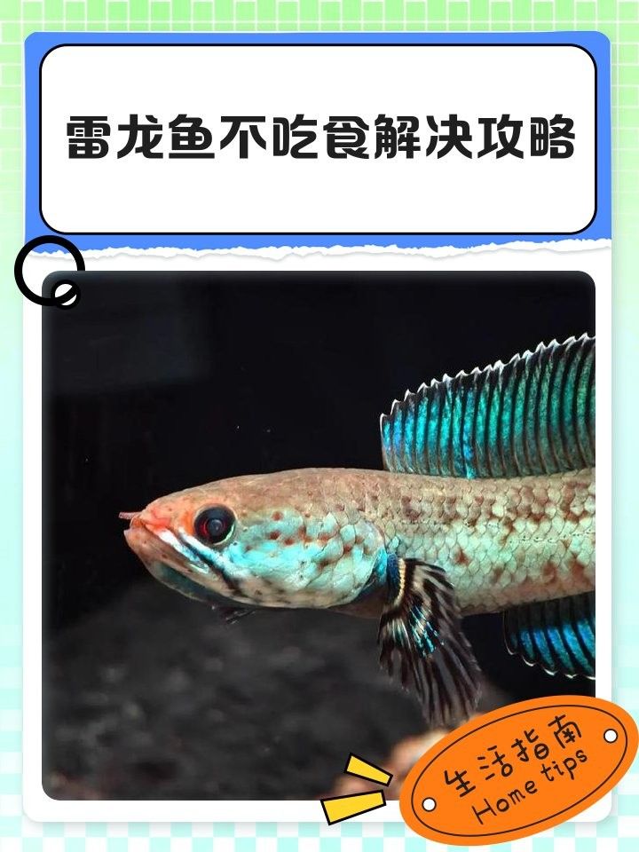 雷龍魚餌料多久更換一次（雷龍魚的餌料更換頻率） 雷龍魚餌料多久更換一次（雷龍魚的餌料更換頻率） 龍魚百科 第17張