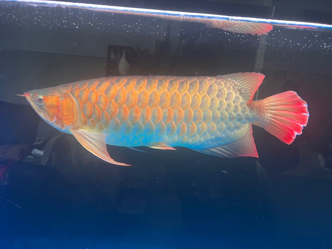 有龍魚群嗎？加個群學習下（關于龍魚群的探究與學習）