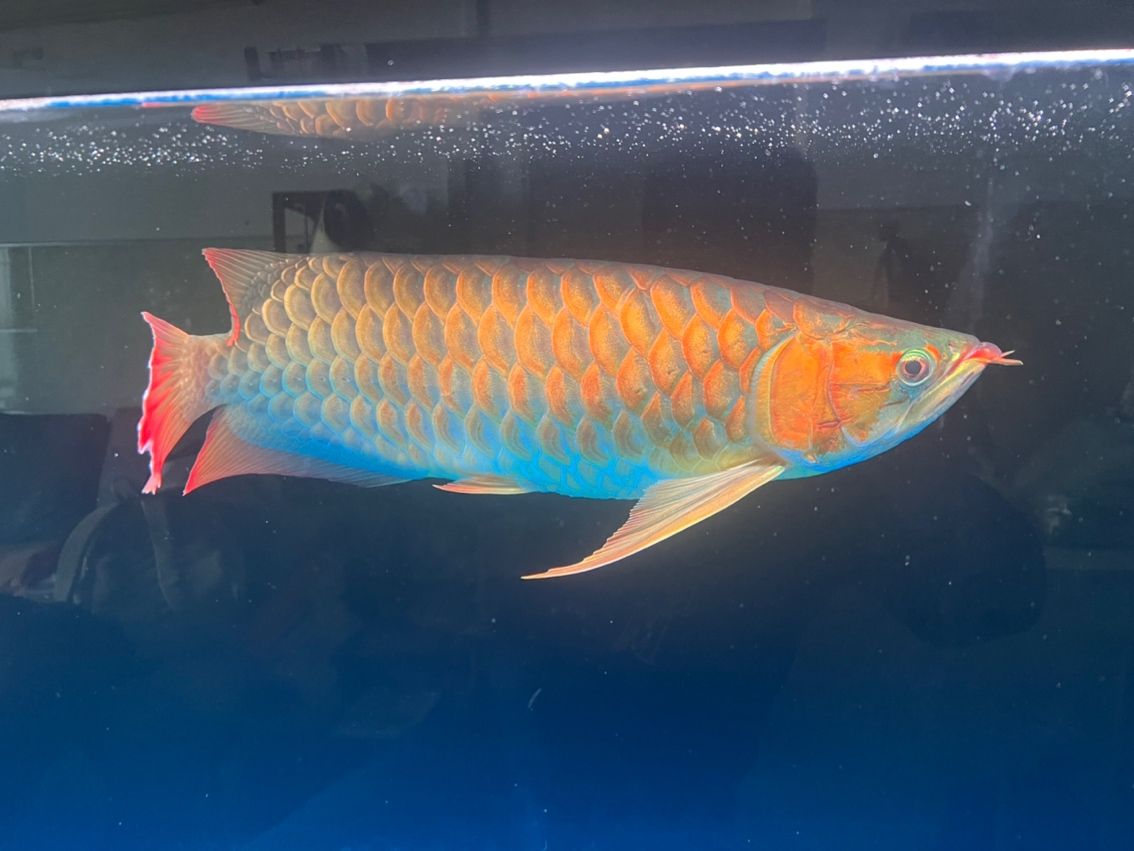 有龍魚群嗎？加個群學習下（關于龍魚群的探究與學習）