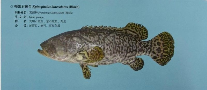 人工繁育斑點長手魚的成功率有多高（斑點長手魚的人工繁育） 人工繁育斑點長手魚的成功率有多高（斑點長手魚的人工繁育） 龍魚百科 第4張