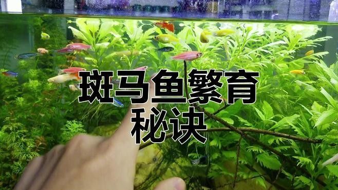 人工繁育斑點長手魚的成功率有多高（斑點長手魚的人工繁育） 人工繁育斑點長手魚的成功率有多高（斑點長手魚的人工繁育） 龍魚百科 第1張