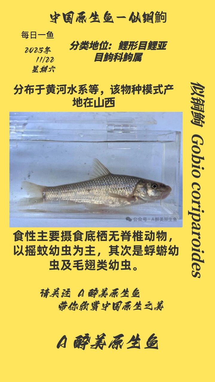似銅鮈（似銅鮈在古代文化中的寓意）