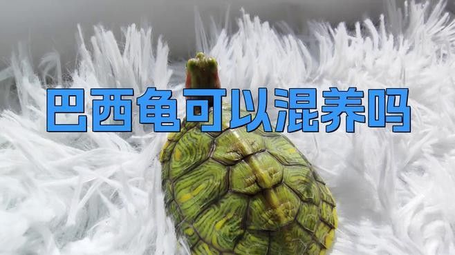 巴西亞在混養中的表現如何（巴西亞和哪些魚混養最和諧？） 巴西亞在混養中的表現如何（巴西亞和哪些魚混養最和諧？） 龍魚百科 第1張