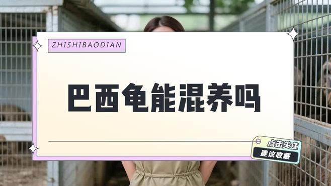 巴西亞在混養中的表現如何（巴西亞和哪些魚混養最和諧？） 巴西亞在混養中的表現如何（巴西亞和哪些魚混養最和諧？） 龍魚百科 第2張