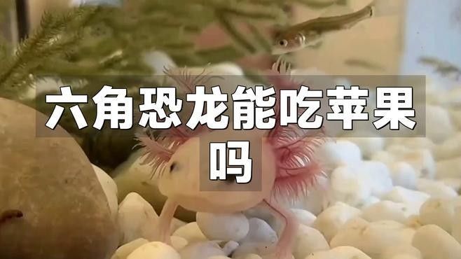 如何給六角龍魚喂食水果？（六角龍魚吃什么水果合適？）