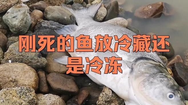 金龍魚死后如何安全處理？（金龍魚死了怎么處理） 金龍魚死后如何安全處理？（金龍魚死了怎么處理） 龍魚百科 第3張