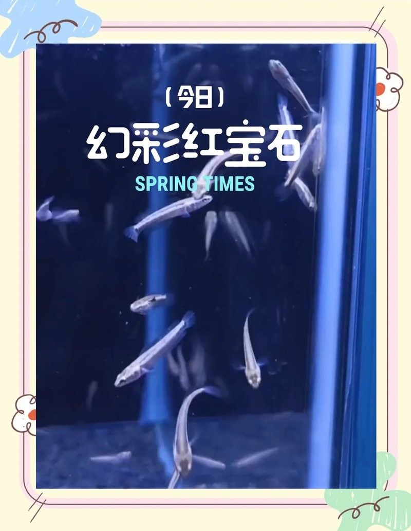 幻彩紅寶石雷龍魚有哪些品種？（幻彩紅寶石雷龍魚）