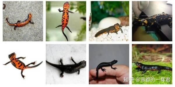 火龍魚蠑螈成體多大？（火龍魚蠑螈的性別鑒別）