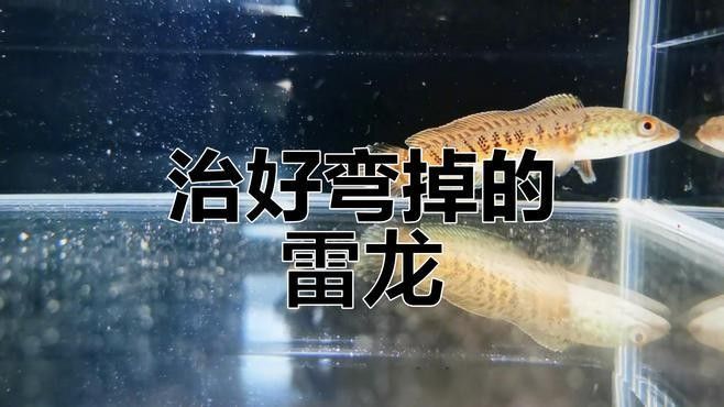 如何預防龍魚身體歪斜（廣州龍魚祥龍魚場如何應對龍魚側翻問題有效方法揭秘）