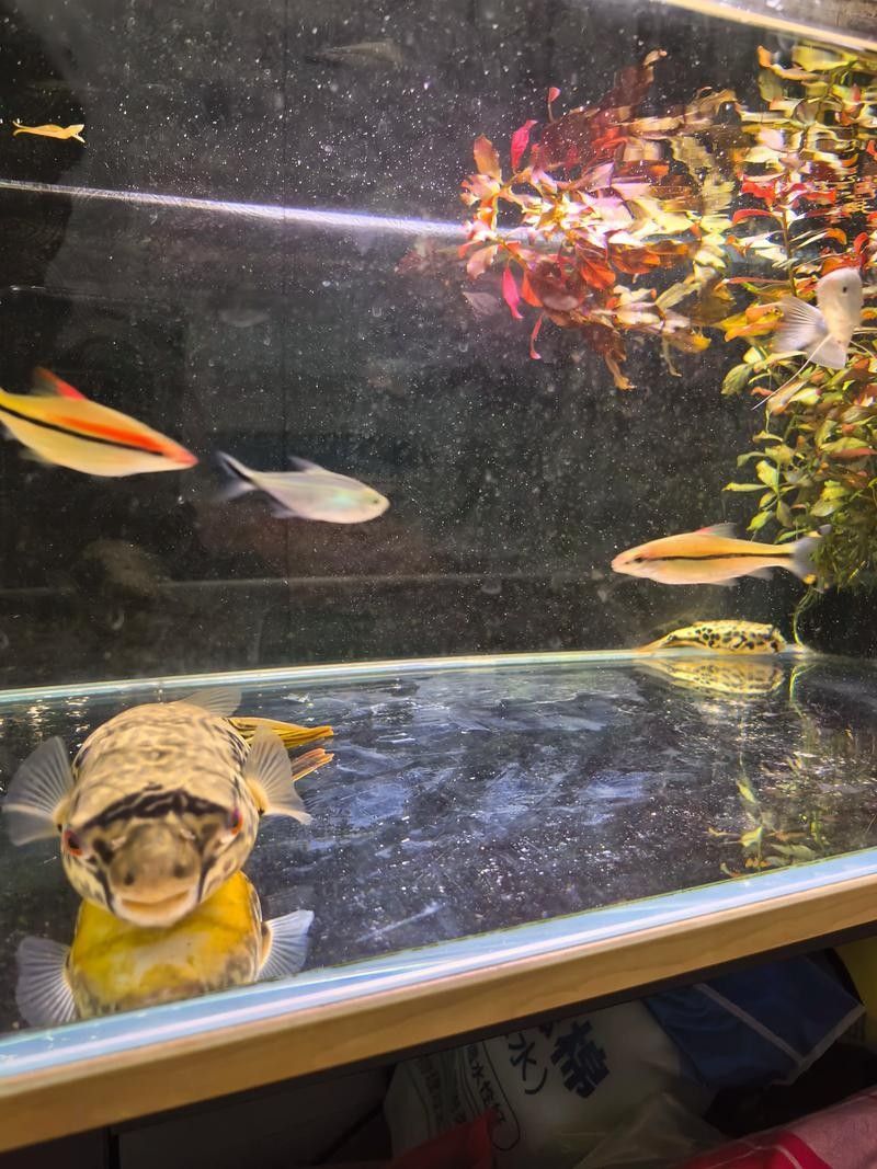 狗頭魚的最佳混養伙伴有哪些（如何為狗頭魚提供最佳的混養伙伴）