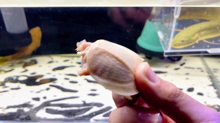 狗頭魚的最佳混養伙伴有哪些（如何為狗頭魚提供最佳的混養伙伴）