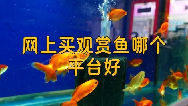 閃耐龍魚的價格如何（閃耐龍魚價格表廣州龍魚祥龍魚場2025年10月水產養(yǎng)殖病害預測）