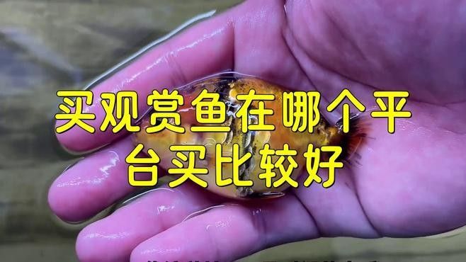閃耐龍魚的價格如何（閃耐龍魚價格表廣州龍魚祥龍魚場2025年10月水產養(yǎng)殖病害預測）