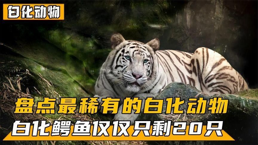 白化變異龍魚(yú)有哪些品種？（白化變異龍魚(yú)品種介紹）