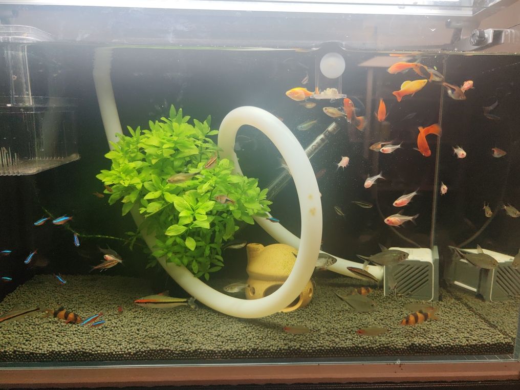 燈科魚觀賞魚甩賣（燈科魚的飼養(yǎng)要點(diǎn)）