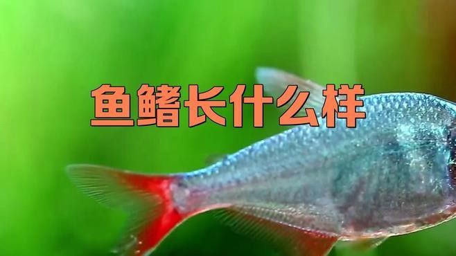 龍魚鰭部有哪些特征？（zili龍魚的品質鑒賞、真假鑒別不再難）