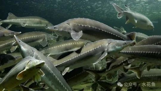 金龍魚兜嘴手術費用大概是多少？（金龍魚兜嘴手術費用因地區、醫院等級和醫生經驗等因素而異） 金龍魚兜嘴手術費用大概是多少？（金龍魚兜嘴手術費用因地區、醫院等級和醫生經驗等因素而異） 龍魚百科 第1張