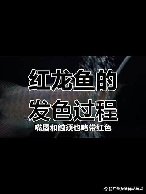 如何鑒別泰國紅龍魚的品相？（如何挑選優質泰國紅龍魚）