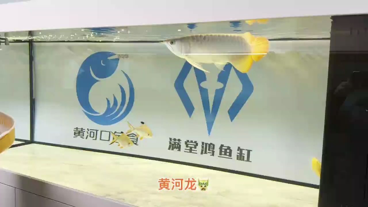 需要高端龍魚，魚缸，高品質魚食的老板聯系（尋找高端龍魚愛好者） 需要高端龍魚，魚缸，高品質魚食的老板聯系（尋找高端龍魚愛好者） 龍魚論壇