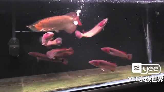 還有哪些龍魚混養視頻推薦（受歡迎的龍魚混養視頻推薦：龍魚混養技巧視頻推薦） 還有哪些龍魚混養視頻推薦（受歡迎的龍魚混養視頻推薦：龍魚混養技巧視頻推薦） 龍魚百科 第3張