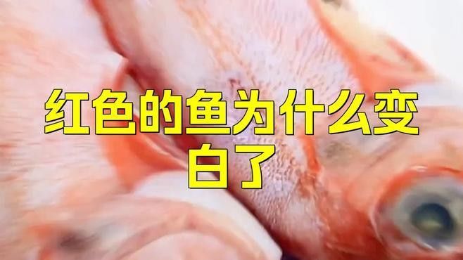 紅龍魚褪色會影響健康嗎？（紅龍魚褪色可能影響其健康但并非所有褪色都是有害的） 紅龍魚褪色會影響健康嗎？（紅龍魚褪色可能影響其健康但并非所有褪色都是有害的） 龍魚百科 第2張