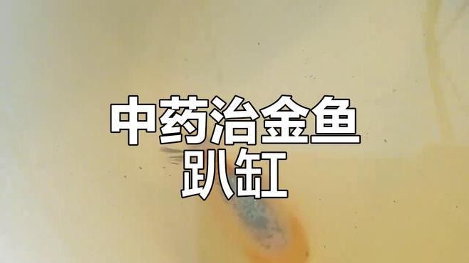 哪種中藥對雷龍魚腹水最有效（中藥治療雷龍魚腹水的配方）