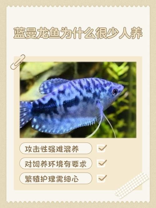 如何挑選健康的藍曼龍魚（怎么挑選健康的藍曼龍魚）