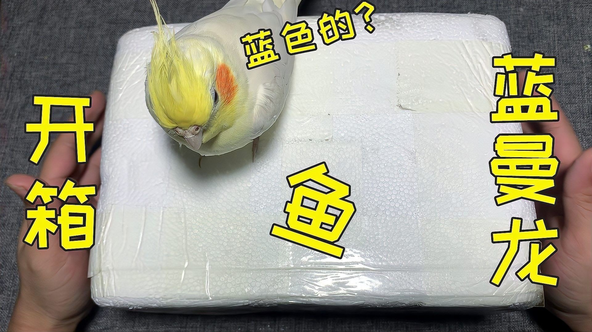 如何挑選健康的藍曼龍魚（怎么挑選健康的藍曼龍魚）