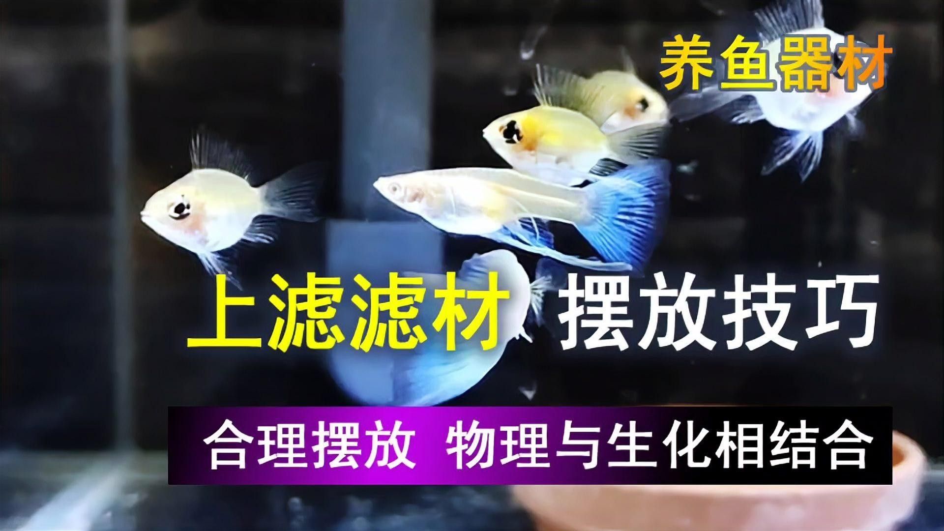 上濾魚缸適合養(yǎng)什么魚（7種“抗造”觀賞魚幫你輕松變身“養(yǎng)魚大神”友寵）