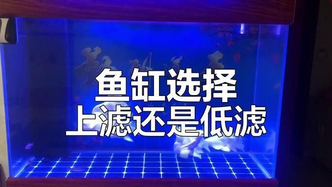 上濾魚缸適合養(yǎng)什么魚（7種“抗造”觀賞魚幫你輕松變身“養(yǎng)魚大神”友寵）