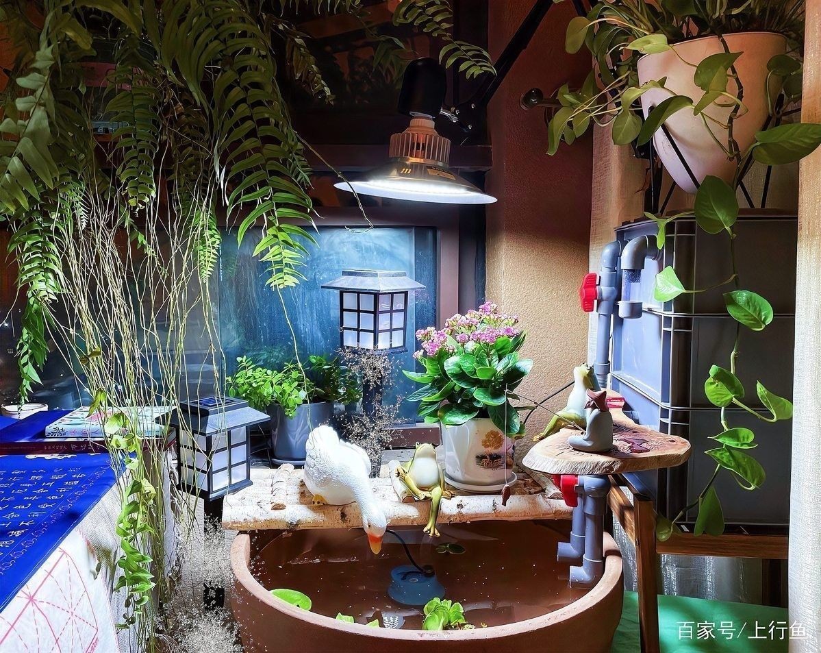 上濾魚缸適合養(yǎng)什么魚（7種“抗造”觀賞魚幫你輕松變身“養(yǎng)魚大神”友寵）