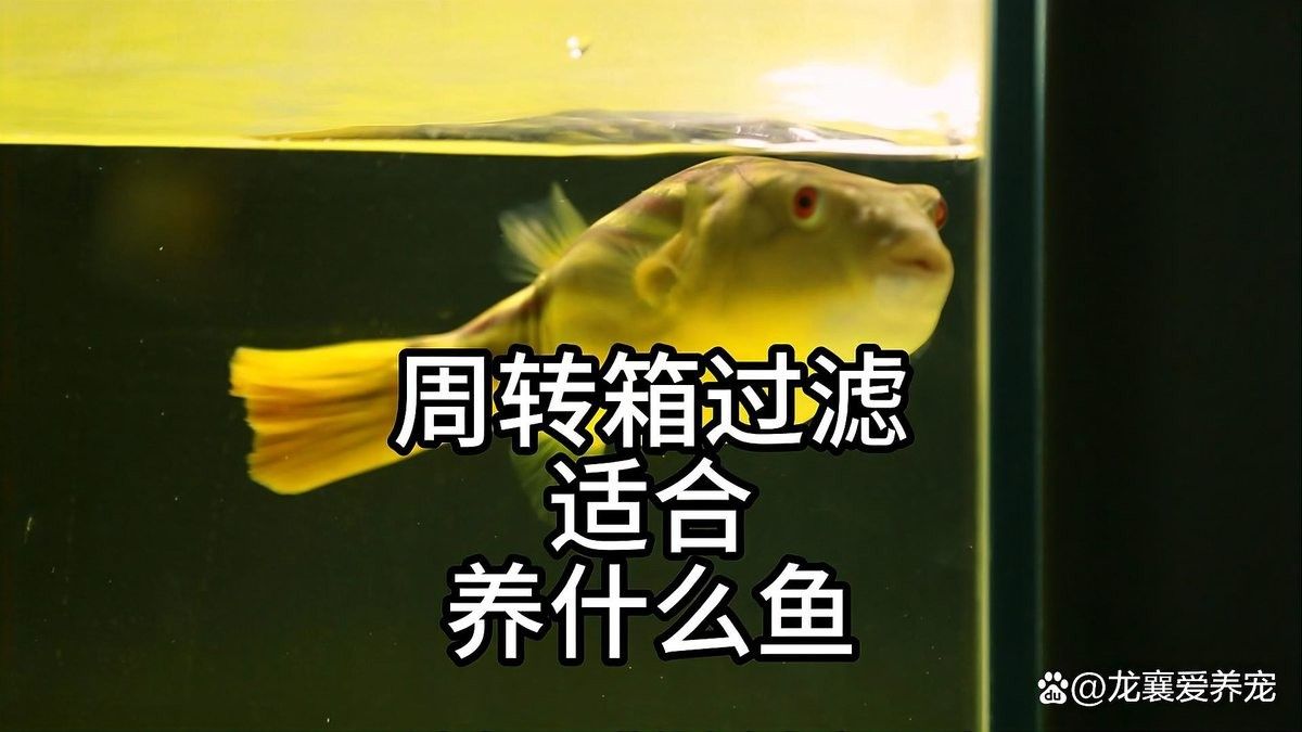 上濾魚缸適合養(yǎng)什么魚（7種“抗造”觀賞魚幫你輕松變身“養(yǎng)魚大神”友寵）
