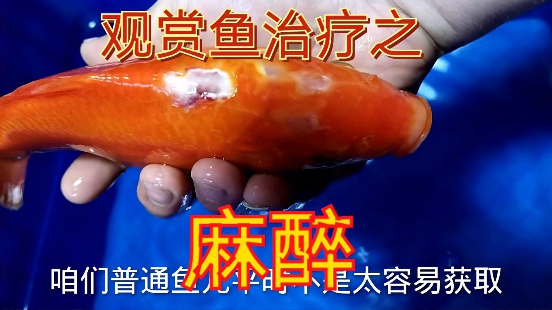 龍魚麻藥有哪些副作用？（龍魚麻藥的副作用）