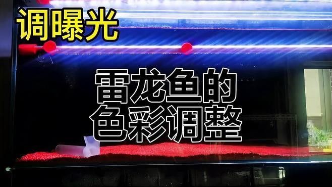如何優化龍魚照片的色彩表現（優化龍魚照片的色彩表現，攝影師們需要深入研究和探討的問題）