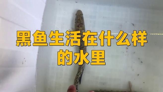 非洲黑龍魚(yú)適合什么水質(zhì)（黑龍魚(yú)怎么養(yǎng)快速問(wèn)醫(yī)生黑龍魚(yú)怎么養(yǎng)黑龍魚(yú)的養(yǎng)殖方法）