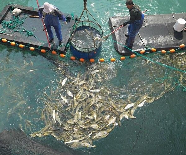 寧波有哪些龍魚養殖場（寧波龍魚養殖場哪家好？）