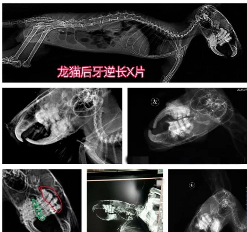 龍貓牙齒過長會怎樣（龍貓牙齒過長會導致咀嚼困難，）