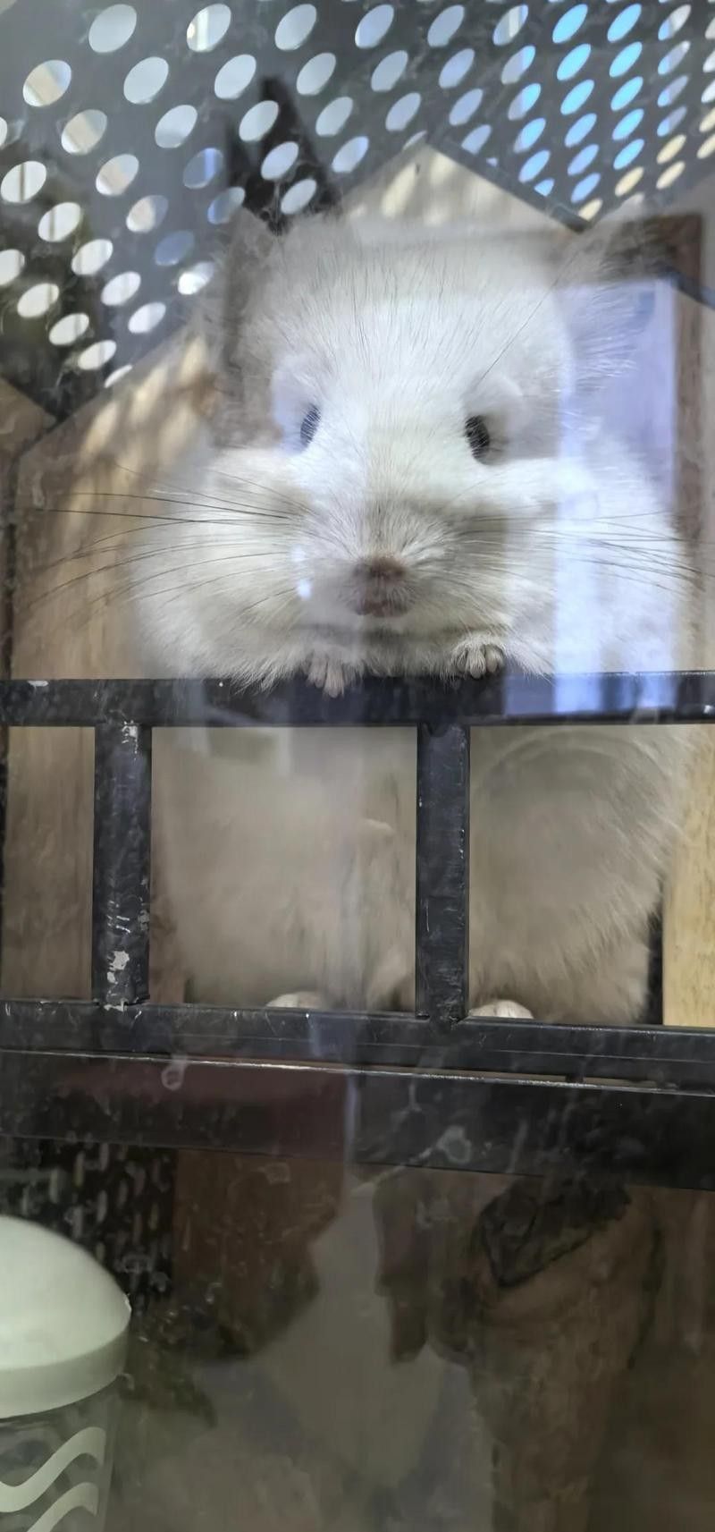 龍貓牙齒過長會怎樣（龍貓牙齒過長會導致咀嚼困難，）