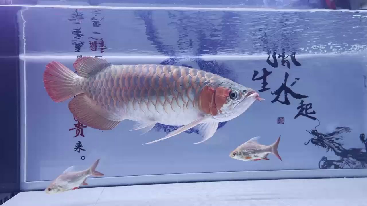 養(yǎng)廢了。但是顏色真不錯(cuò)（“養(yǎng)廢了”，但是顏色真不錯(cuò)） 養(yǎng)廢了。但是顏色真不錯(cuò)（“養(yǎng)廢了”，但是顏色真不錯(cuò)） 龍魚(yú)論壇