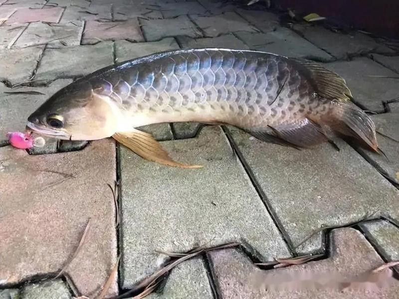如何判斷龍魚是否上鉤？（-上鉤的龍魚是否上鉤和觀察龍魚的關鍵點）