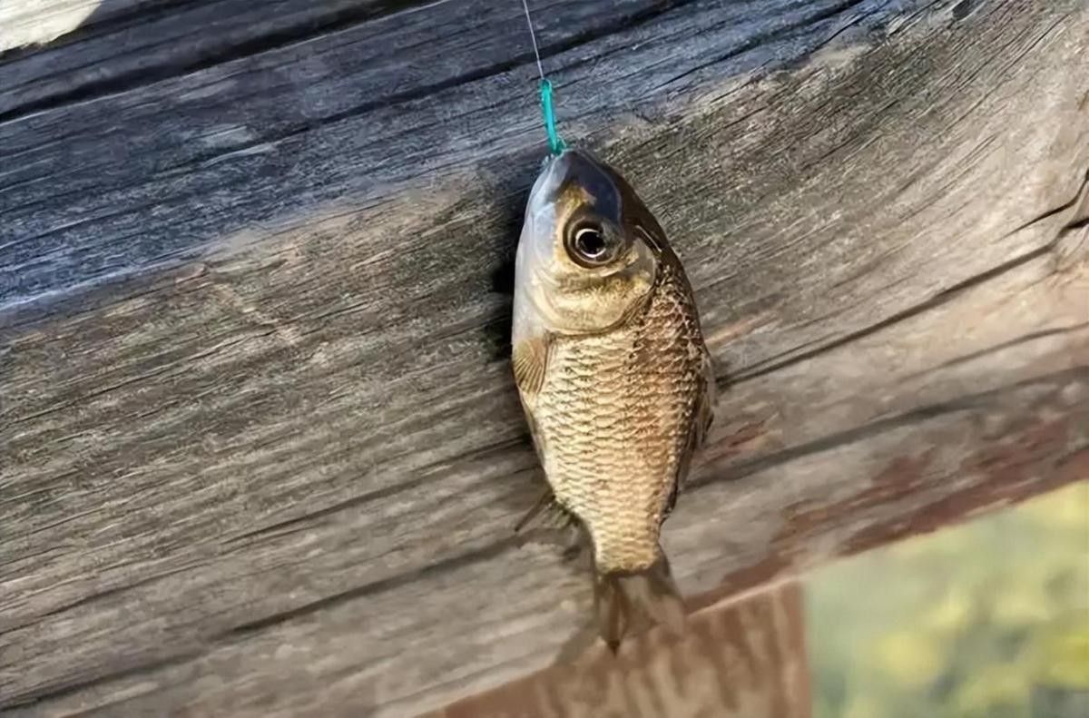 如何判斷龍魚是否上鉤？（-上鉤的龍魚是否上鉤和觀察龍魚的關鍵點）