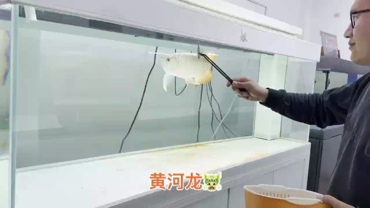 喜歡大體型，鈍頭，超級硬骨大扇尾（大體型、鈍頭，超級硬骨大扇尾）