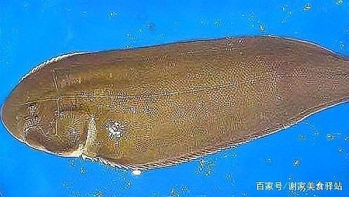 豆醬煮龍舌魚的具體做法（豆醬煮龍舌魚的做法） 豆醬煮龍舌魚的具體做法（豆醬煮龍舌魚的做法） 龍魚百科 第2張