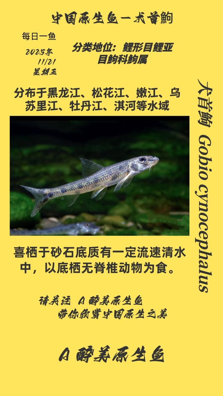 犬首鮈（動物圖集：犬首[需手動填充]）