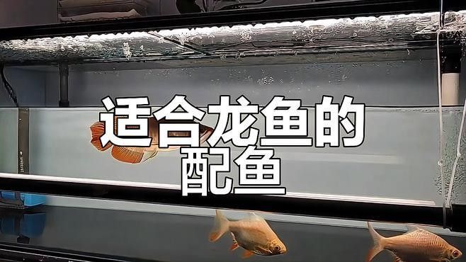 哪些魚適合與黑鱗龍魚混養？（養魚老道，適合與龍魚混養的魚有哪些）