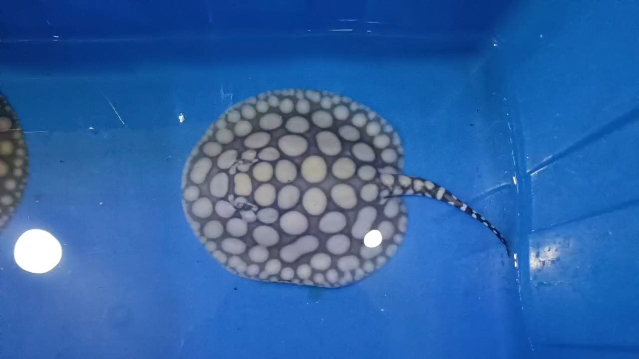早安（早安，世界，在這個寧靜的寧靜的早晨，我們迎來了新的一天） 早安（早安，世界，在這個寧靜的寧靜的早晨，我們迎來了新的一天） 龍魚論壇
